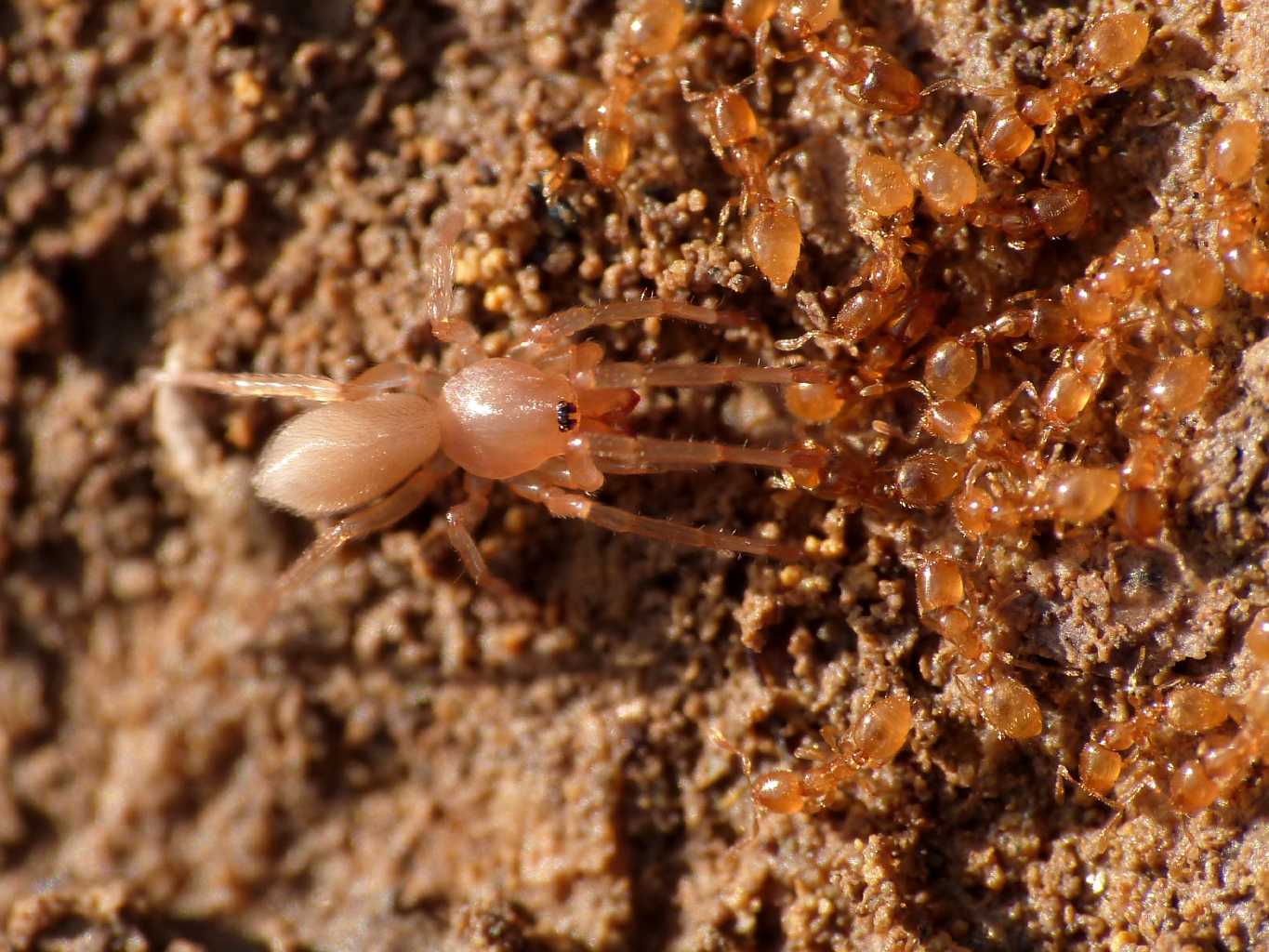 Falso allarme; giovanissima Dysdera sp. - Tolfa (RM)